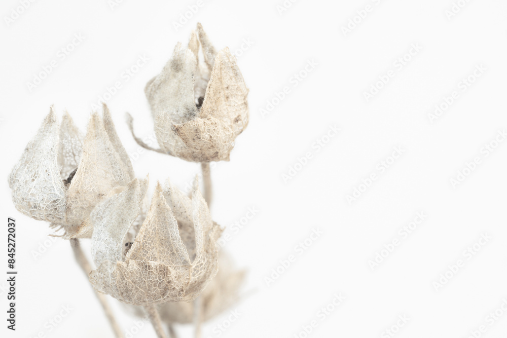 Dried beige fragile closed flowers with branches on light background and place for text macro Dried beige fragile closed flowers with branches on light background and place for text macro