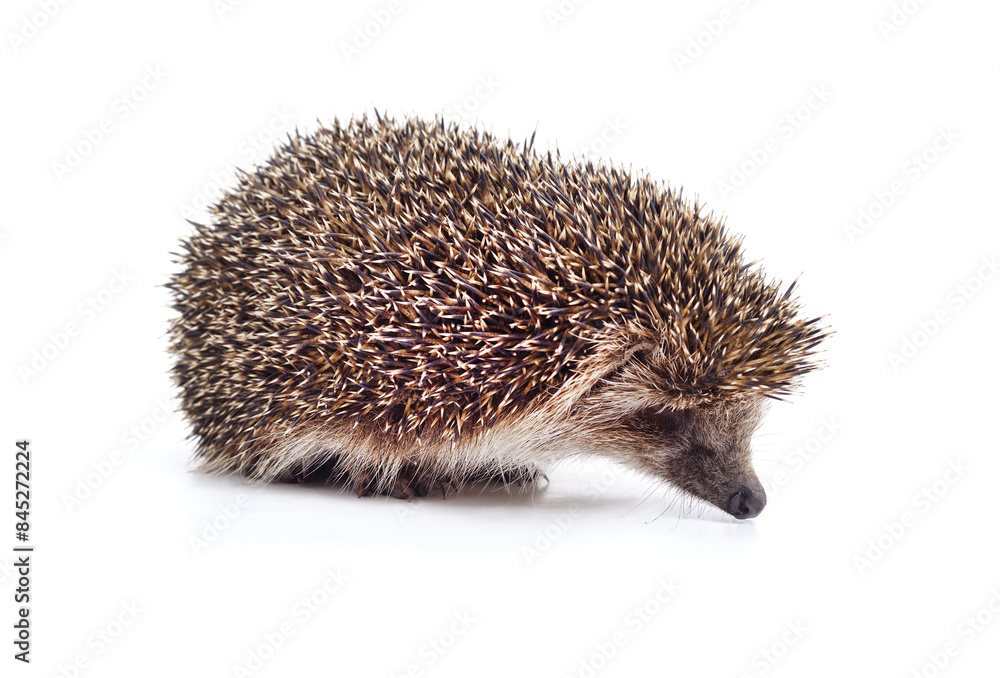 One hedgehog isolated. One hedgehog isolated.