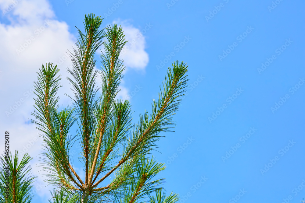 Blooming fresh pure cool young pine tree, blue sky Blooming fresh pure cool young pine tree, blue sky