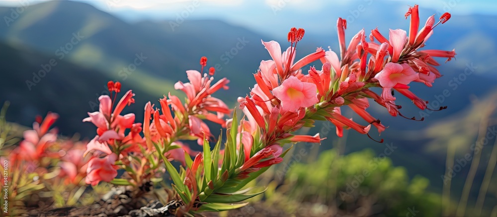 Endemic to the Canary Islands the Todaroa montana is a plant species that boasts vibrant flowers and can be found in the flora of Gran Canaria Capture its beauty in a copy space image 137 characters Endemic to the Canary Islands the Todaroa montana is a plant species that boasts vibrant flowers and can be found in the flora of Gran Canaria Capture its beauty in a copy space image 137 characters