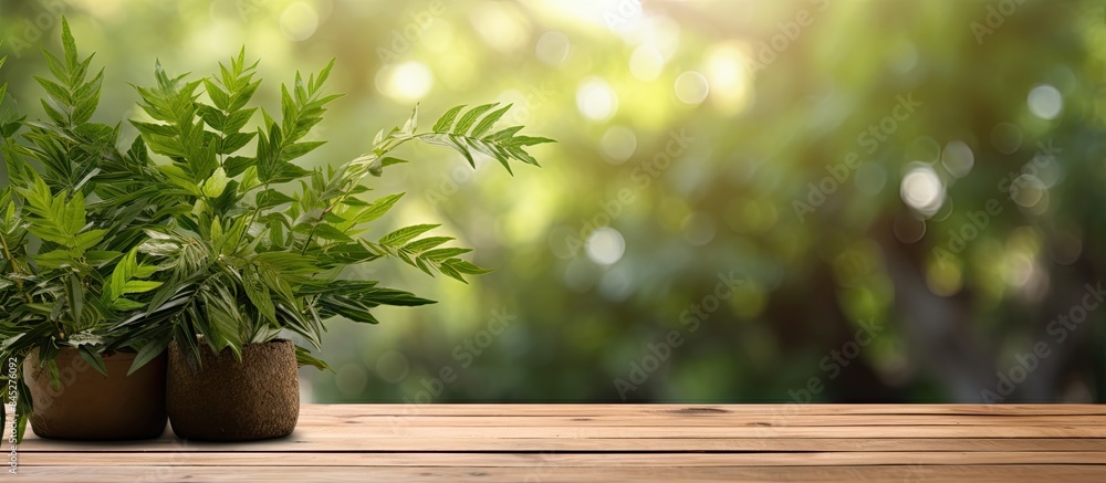There is a copy space image of a wooden table or wood floor which is set against a background of foliage bokeh specifically designed for creating product displays There is a copy space image of a wooden table or wood floor which is set against a background of foliage bokeh specifically designed for creating product displays
