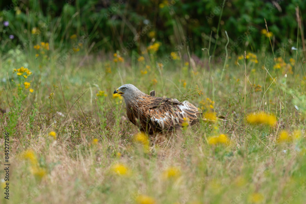 Milan royal,.Milvus milvus , Red Kite Milan royal,.Milvus milvus , Red Kite