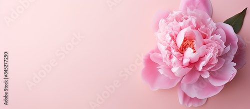 Fototapeta Naklejka Na Ścianę i Meble -  A vibrant pink peony flower with flat lay composition isolated on a pale pink background The top view of the image provides copy space for text