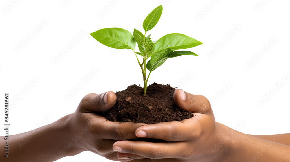 Photograph of a farmer's hands gently holding a vibrant green sprout, symbolizing the hope and potential of sustainable agriculture Photograph of a farmer's hands gently holding a vibrant green sprout, symbolizing the hope and potential of sustainable agriculture