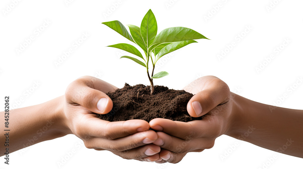 Photograph of a farmer's hands gently holding a vibrant green sprout, symbolizing the hope and potential of sustainable agriculture Photograph of a farmer's hands gently holding a vibrant green sprout, symbolizing the hope and potential of sustainable agriculture