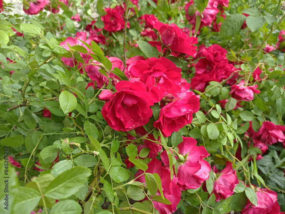 flowers in a flowerbed in summer - close-up flowers in a flowerbed in summer - close-up