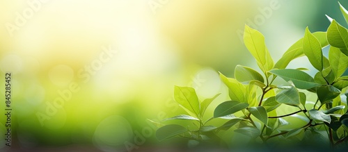 Nature view with a blurred image featuring a green leaf in a garden setting The copy space image serves as a backdrop for summer backgrounds and natural plant landscapes evoking a sense of ecology fr