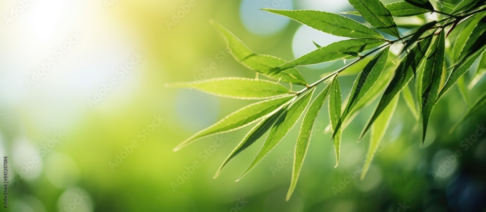 Obraz premium A stunning close up of a bamboo leaf showcasing its intricate and beautiful texture in the sunlight against a blurred background of lush greenery This natural copy space image offers ample room for t