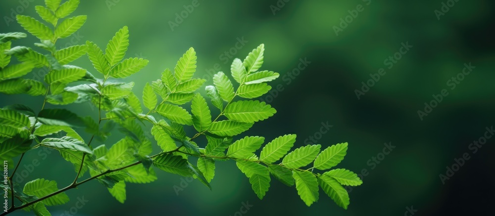 A high quality photo of Sorbaria sorbifolia a shrub with green leaves in a natural setting against a green background providing ample copy space A high quality photo of Sorbaria sorbifolia a shrub with green leaves in a natural setting against a green background providing ample copy space