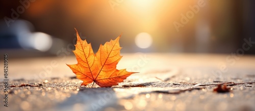 The autumn concept is depicted with a close up of a single dry maple leaf lying on the road of a bright sunlit street creating a copy space image