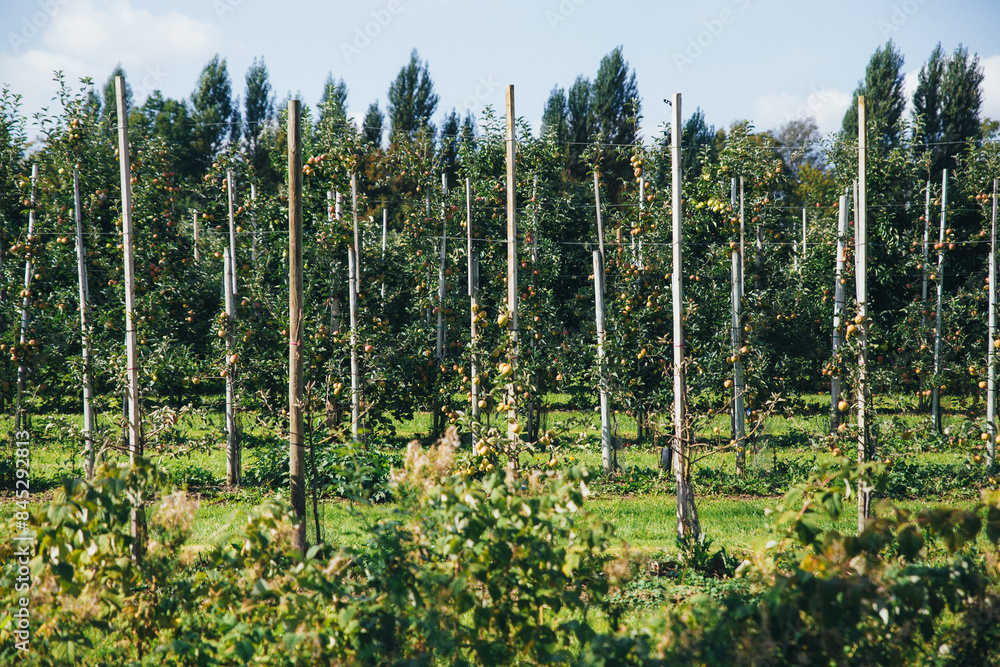 Young apple trees with the first apple harvest in an apple orchard against the blue sky. Young apple trees with the first apple harvest in an apple orchard against the blue sky.