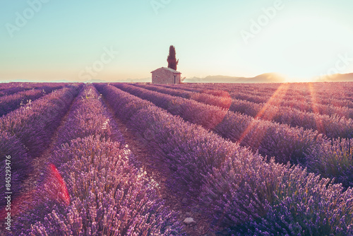 France, Provence, Valensole. A little house into lavender fields.