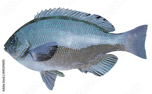 磯釣りの人気釣魚、クチブトメジナの美しい魚体をイラスト風にレタッチ加工した切り抜き画像。