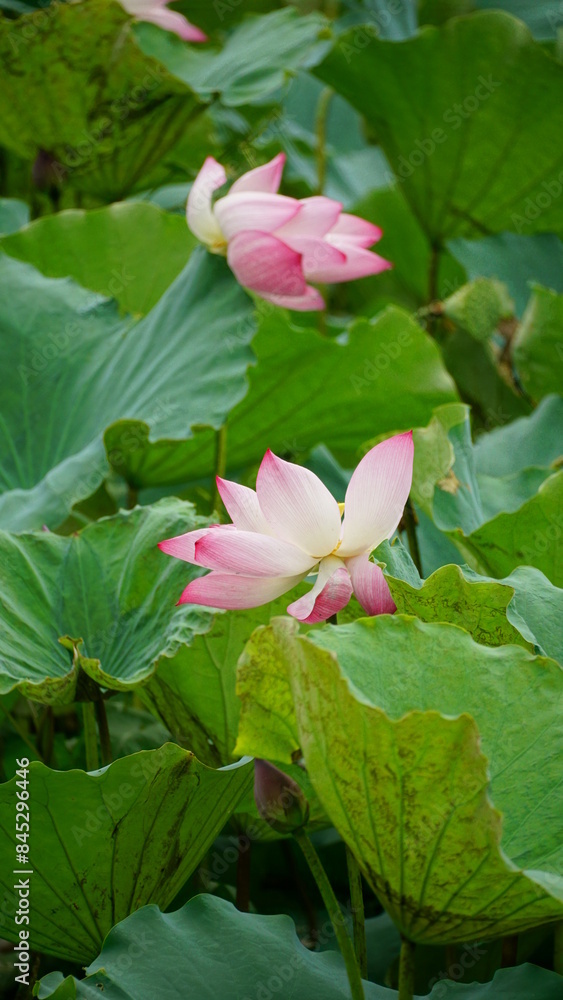 Pink lotus blooms in the field Pink lotus blooms in the field