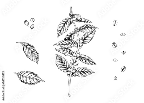 Coffee Plant Vector hand drawn illustration. Tree leaf and bean Set sketch drawing. Vintage black line art. Clipart for graphic design. Arabica branch in retro style on isolated white background