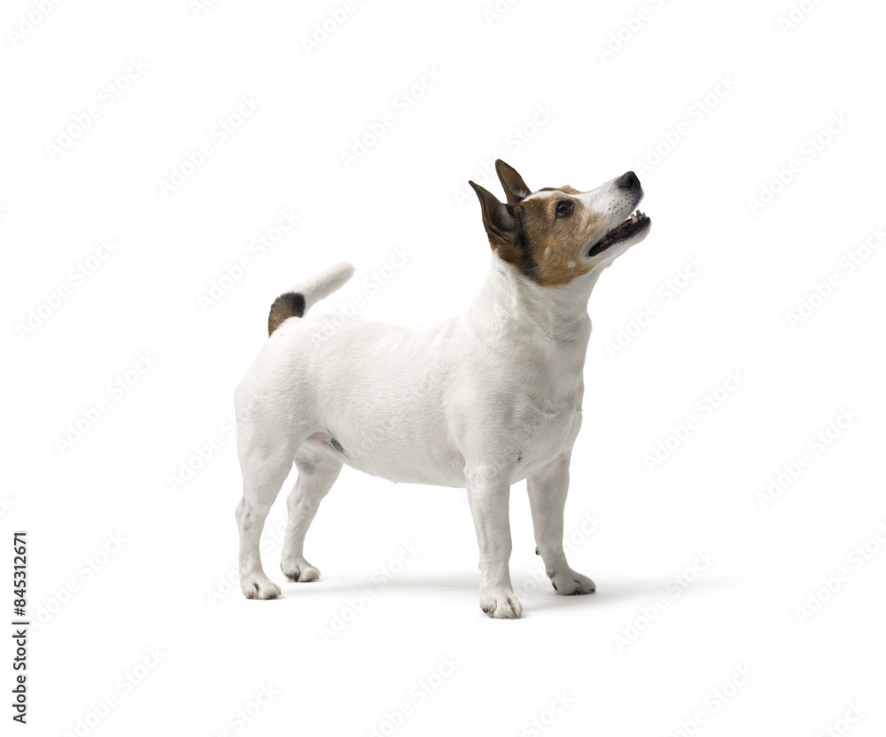 Jack Russell terrier on white background Jack Russell terrier on white background