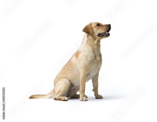 Portrait of Labrador Retriever sitting on white background © stokkete