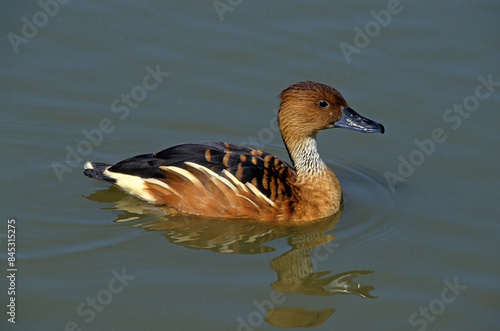 Dendrocygne fauve,.Dendrocygna bicolor, Fulvous Whistling Duck photo