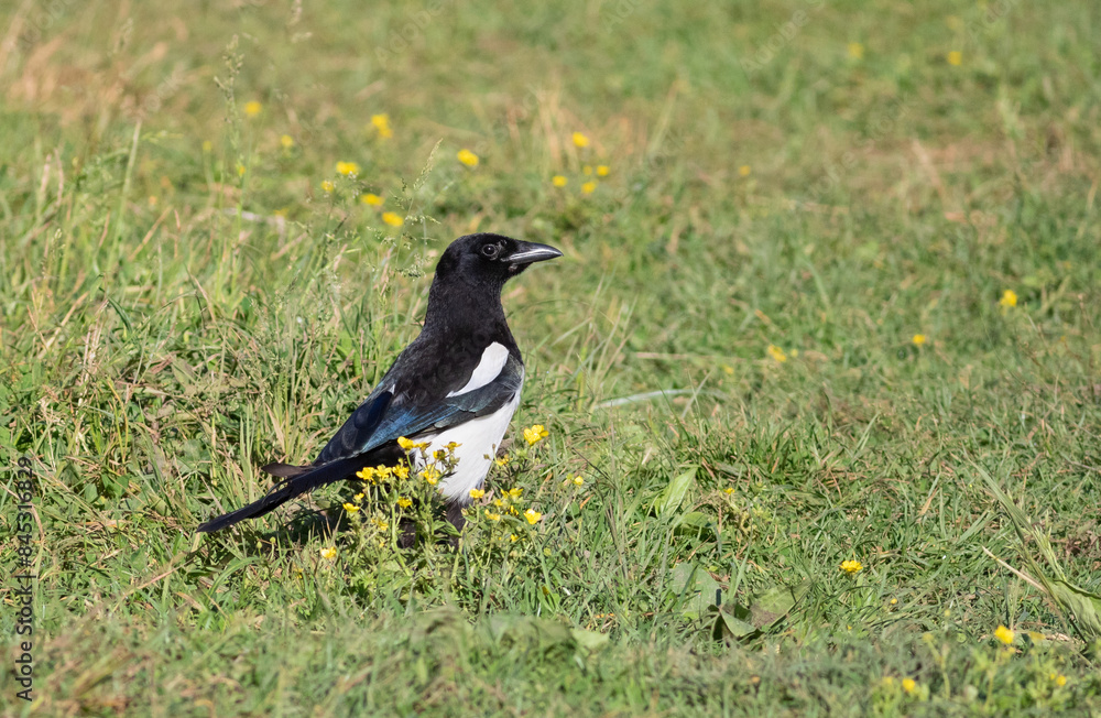 Eurasian magpie, Pica pica. A bird walks through the meadow in search of prey Eurasian magpie, Pica pica. A bird walks through the meadow in search of prey