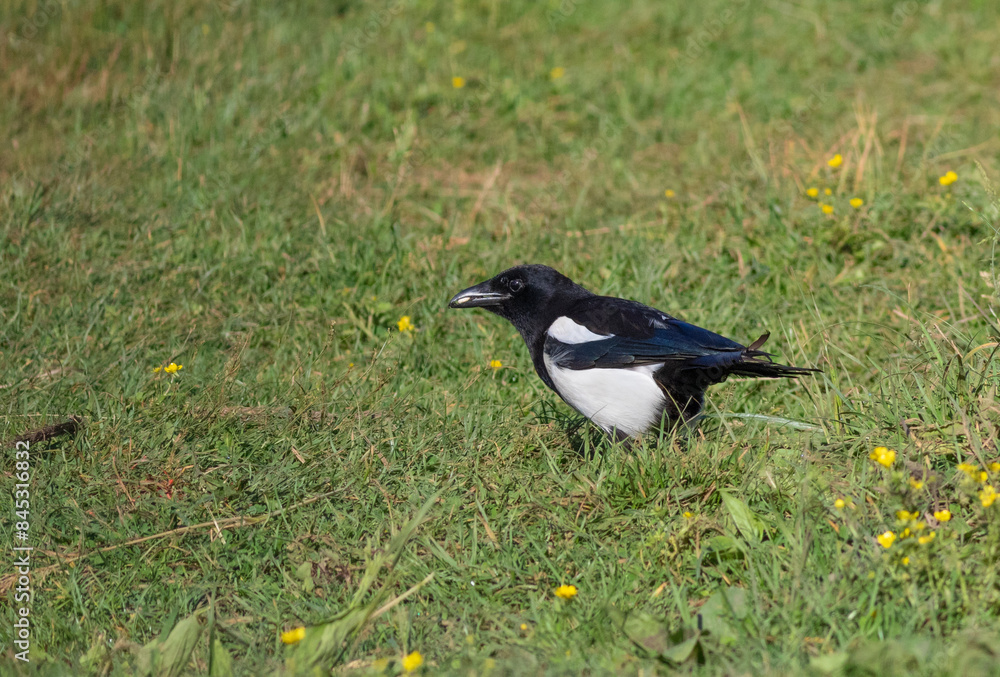 Eurasian magpie, Pica pica. A bird stands in the grass, holding its prey in its beak Eurasian magpie, Pica pica. A bird stands in the grass, holding its prey in its beak