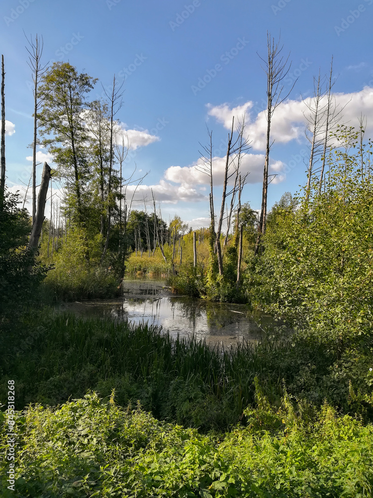 Fototapeta premium Zniszczone suche drzewa, górski krajobraz w Polsce