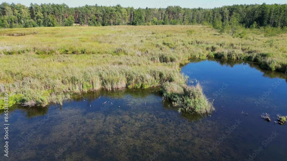 fly over swampy water with bushes in forest fly over swampy water with bushes in forest