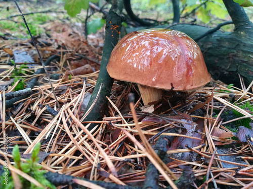 Prawdziwek na tle leśnego krajobrazu photo