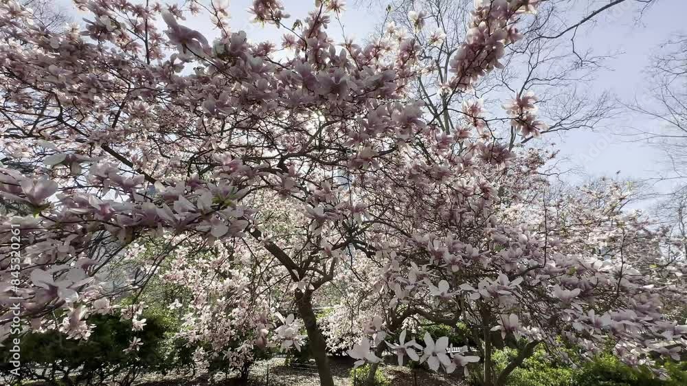 A stunning view of cherry blossoms in full bloom in Central Park, NYC, capturing the essence of spring with delicate pink flowers and a clear blue sky. A stunning view of cherry blossoms in full bloom in Central Park, NYC, capturing the essence of spring with delicate pink flowers and a clear blue sky.