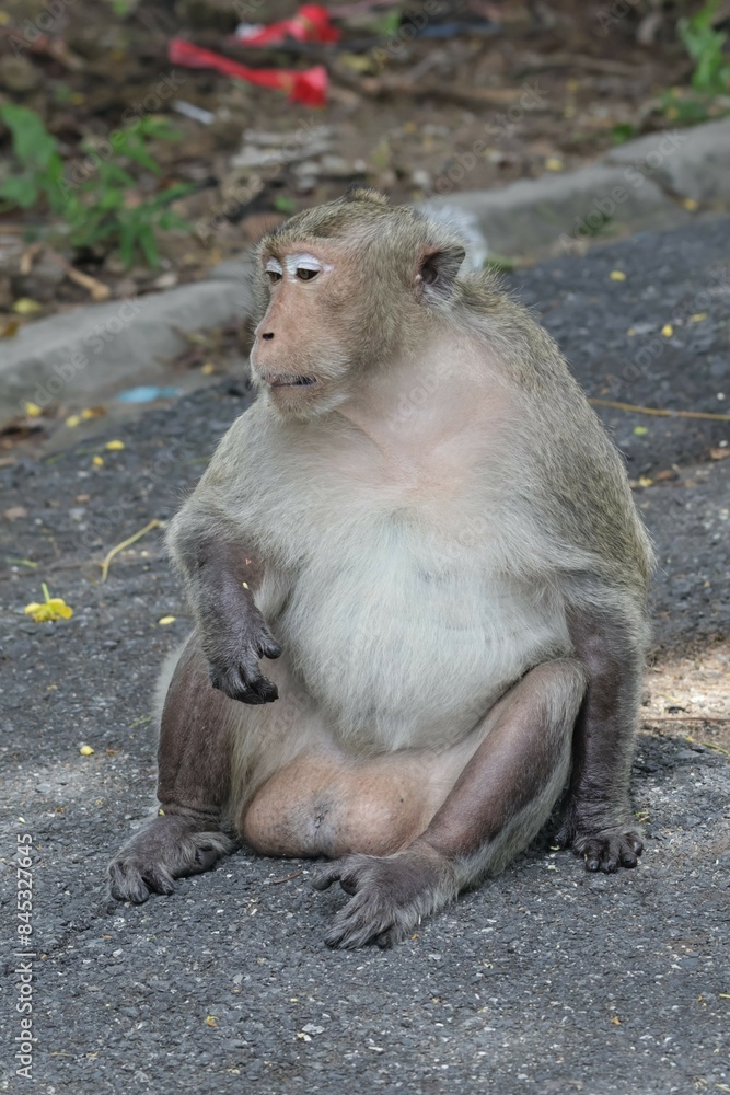 Naklejka premium monkey on the road