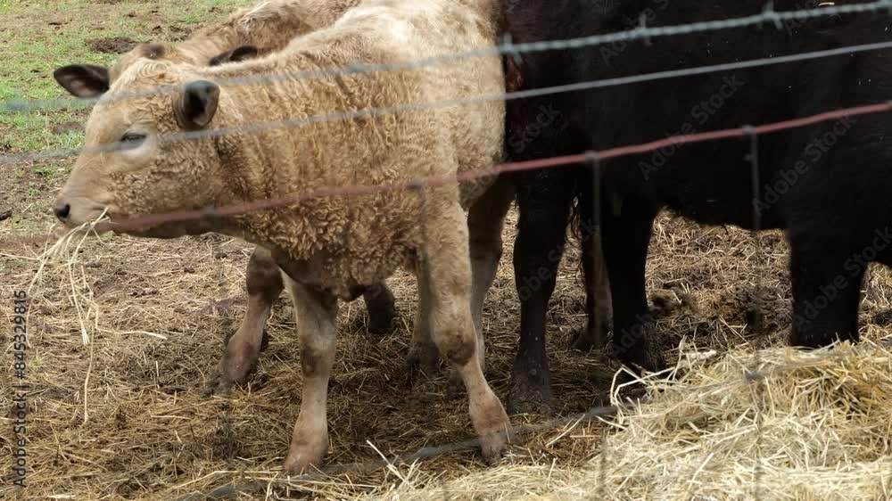 Close Up of Brown Calves Standing and Eating Hay in Homestead Farm in Ohio Close Up of Brown Calves Standing and Eating Hay in Homestead Farm in Ohio