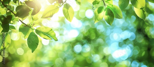 Engaging and Natural Summer Background with Blurred Foilage, Bright Bokeh, and Green Leaves