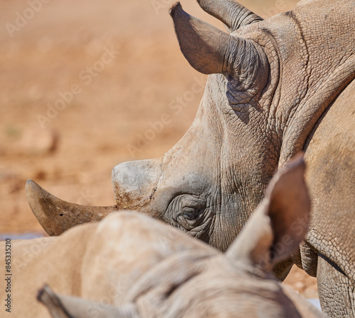 Black rhino, outdoor and nature in field, together and safety at sustainable game park for conservation. Animal, habitat and environment for mammal pair with protection from poaching in South Africa photo