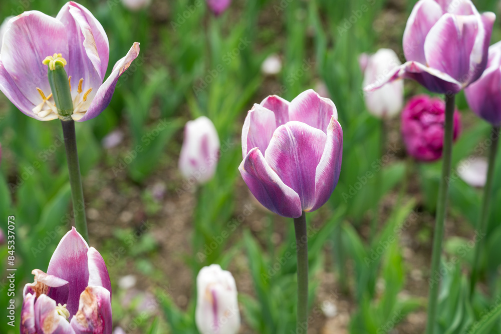 Obraz premium Beautiful colorful tulips in the garden.