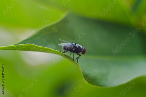 Big flies and green leaves