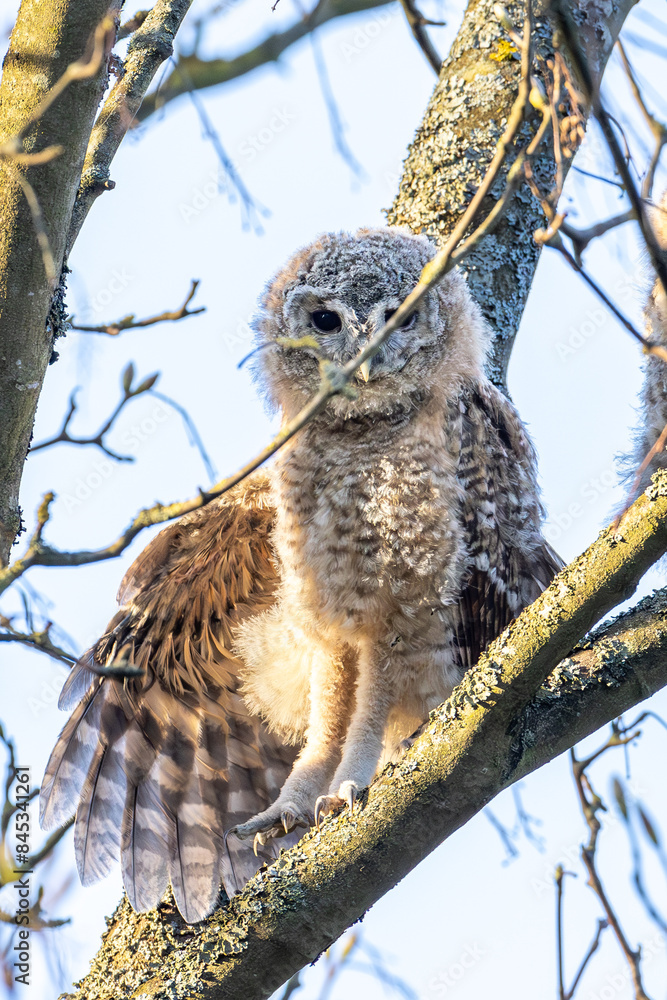 Obraz premium waldkautz