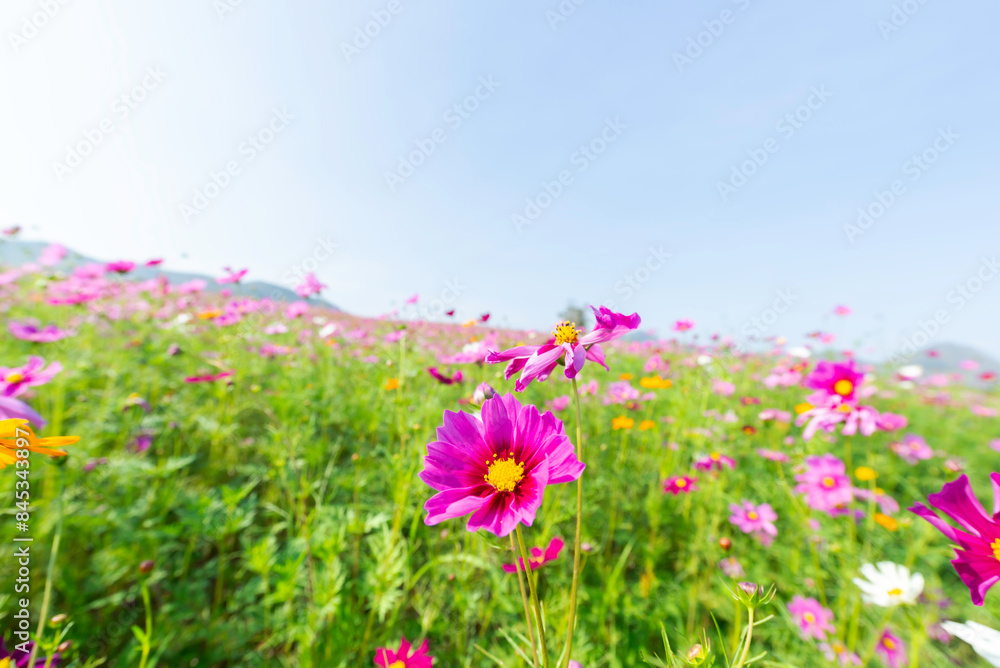 Amazing and beautiful of cosmos flower field landscape.background. Amazing and beautiful of cosmos flower field landscape.background.