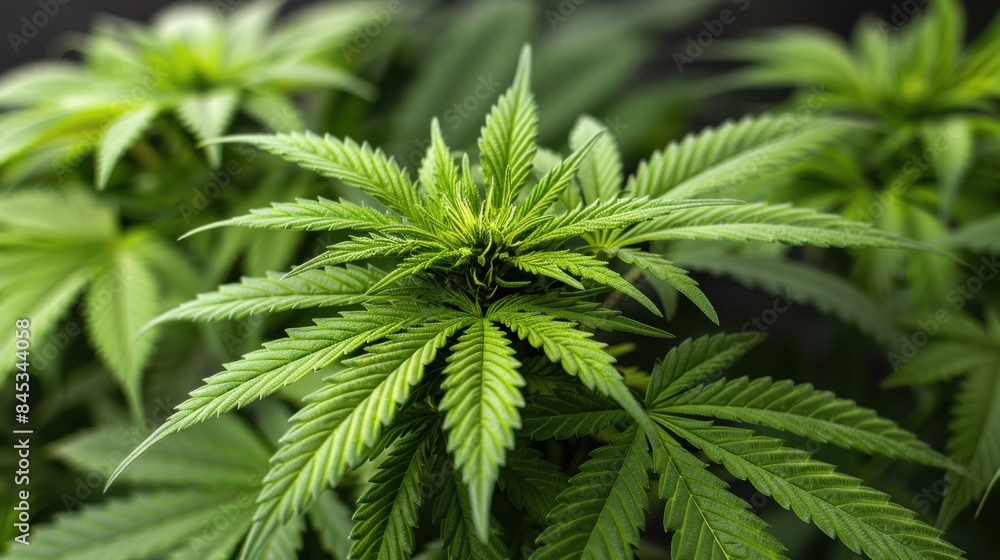 A close-up shot of a cannabis plant with vibrant green leaves, showcasing its growth and healthy foliage A close-up shot of a cannabis plant with vibrant green leaves, showcasing its growth and healthy foliage