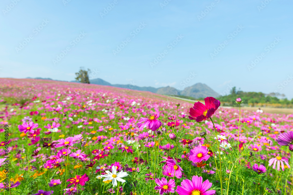Amazing and beautiful of cosmos flower field landscape.background. Amazing and beautiful of cosmos flower field landscape.background.