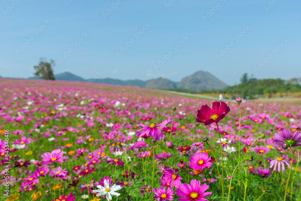Amazing and beautiful of cosmos flower field landscape.background. Amazing and beautiful of cosmos flower field landscape.background.