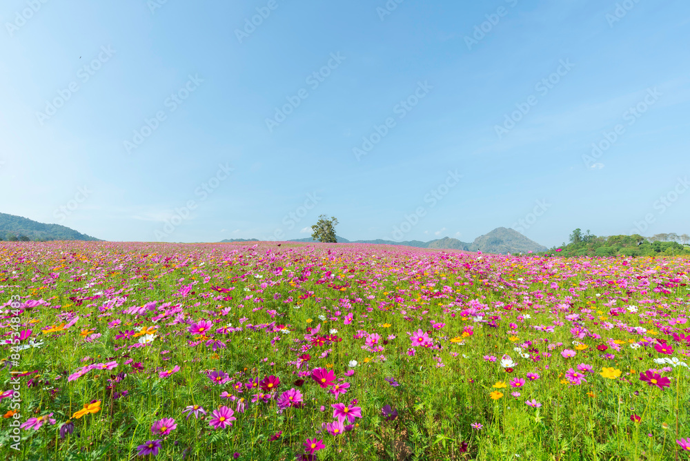 Amazing and beautiful of cosmos flower field landscape.background. Amazing and beautiful of cosmos flower field landscape.background.