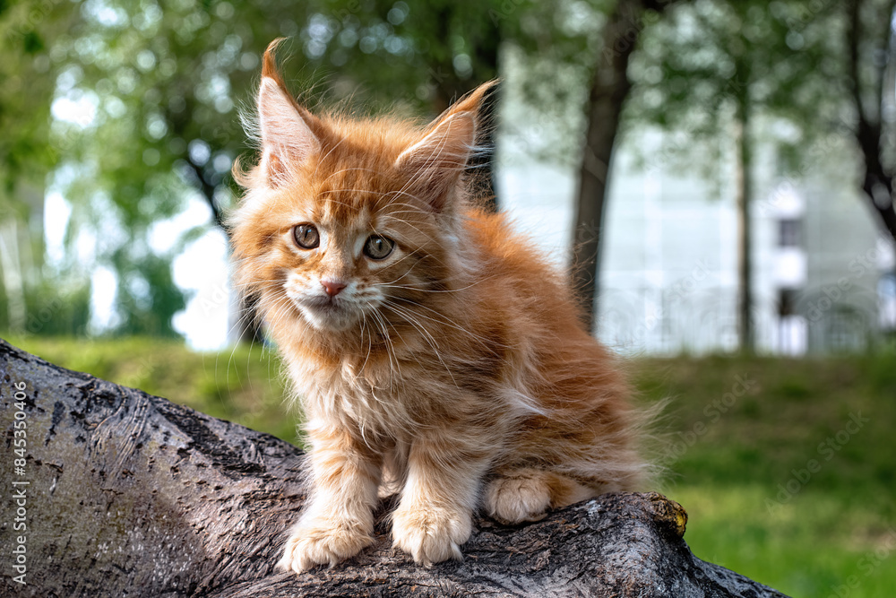 A very beautiful red kitten Maine plays in the forest. A very beautiful red kitten Maine plays in the forest.