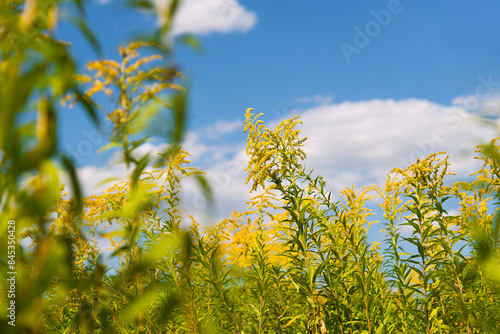 Ambrosia, ragweed (goldenrod) is a genus of perennial strong allergenic grasses. Meadow on a sunny summer day.	