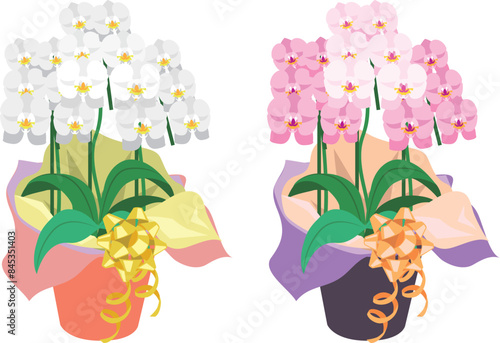 白とピンクの鉢植えの胡蝶蘭ベクターイラスト