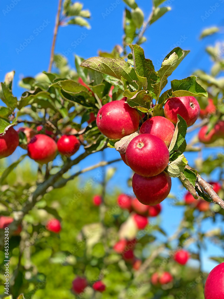Branch with Red tasty apples in the garden Branch with Red tasty apples in the garden