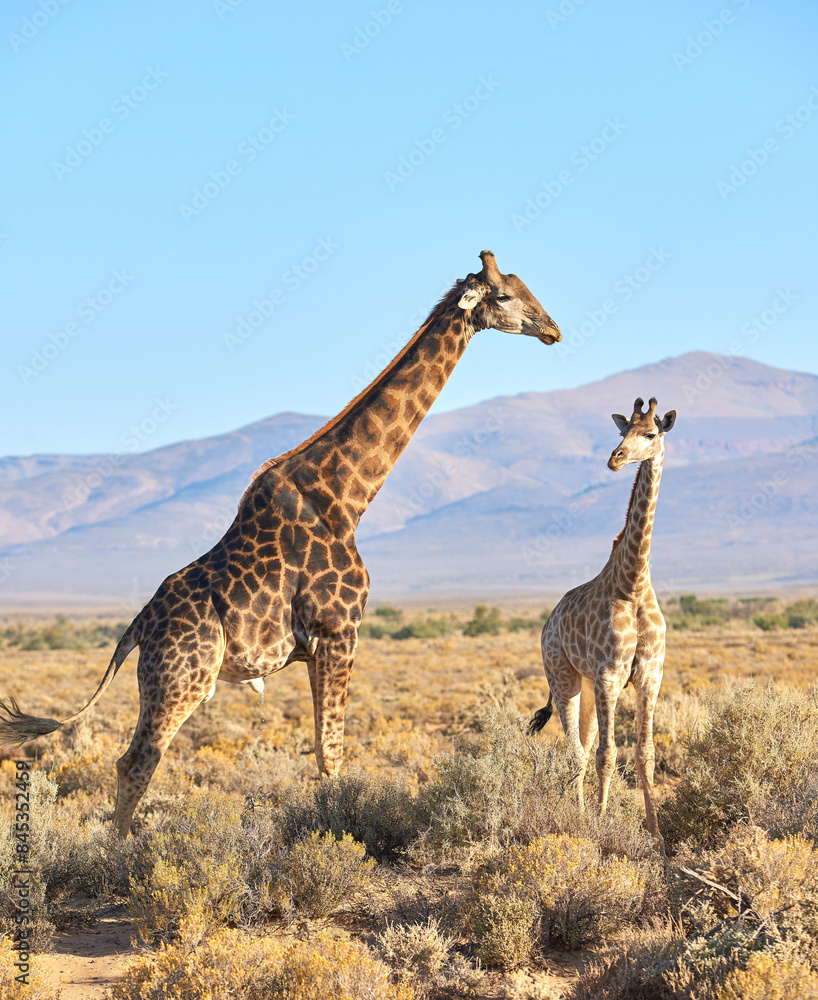Fototapeta premium Wild life, giraffes and sky in Africa for nature, landscape or bush with plants, field and environment. Indigenous animal, outdoor and mountain in tropical summer location by Serengeti National Park