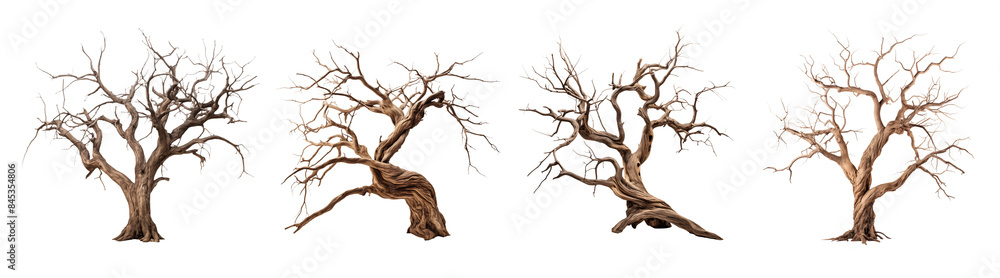 Dead tree set with branches and twisted trunk. Leafless tree on transparent background Dead tree set with branches and twisted trunk. Leafless tree on transparent background