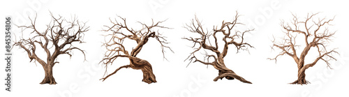 Dead tree set with branches and twisted trunk. Leafless tree on transparent background