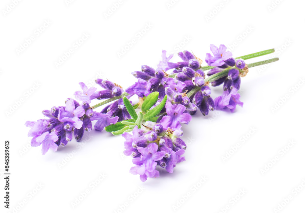 Fototapeta premium Bunch flower lavender therapeutic herbs, isolated on white background.
