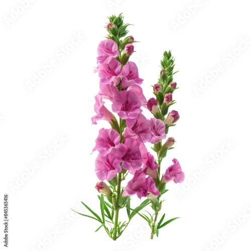 Pink Snapdragon Flower Bouquet isolated on transparent background.