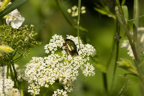 Fototapeta Naklejka Na Ścianę i Meble -  Zielony chrząszcz z błyszczącymi skrzydłami na łące w czerwcu w Polsce